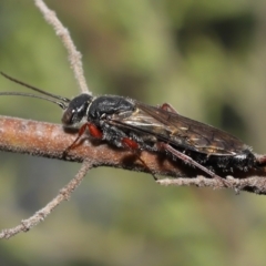 Thynninae (subfamily) at Acton, ACT - 14 Jan 2022 12:12 PM