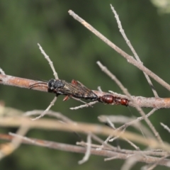 Thynninae (subfamily) at Acton, ACT - 14 Jan 2022 12:12 PM