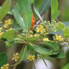 Tristaniopsis laurina (Kanooka, Water Gum) at Bega, NSW - 3 Jan 2022 by KylieWaldon