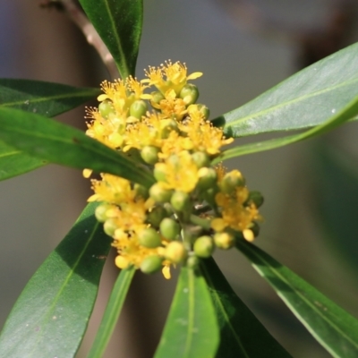 Tristaniopsis laurina (Kanooka, Water Gum) at Bega, NSW - 3 Jan 2022 by KylieWaldon