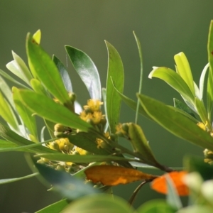 Tristaniopsis laurina at Bega, NSW - 4 Jan 2022 07:16 AM