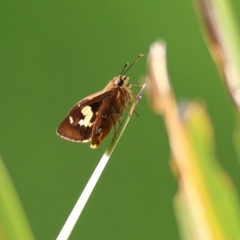 Trapezites symmomus (Splendid Ochre) at Bega, NSW - 3 Jan 2022 by KylieWaldon