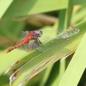 Diplacodes melanopsis at Bega, NSW - 4 Jan 2022 07:18 AM