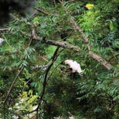 Cacatua sanguinea (Little Corella) at Bega, NSW - 3 Jan 2022 by KylieWaldon