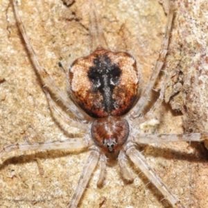 Tamopsis sp. (genus) at Acton, ACT - 14 Jan 2022