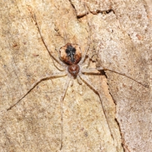 Tamopsis sp. (genus) at Acton, ACT - 14 Jan 2022