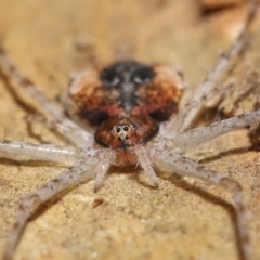 Tamopsis sp. (genus) at Acton, ACT - 14 Jan 2022