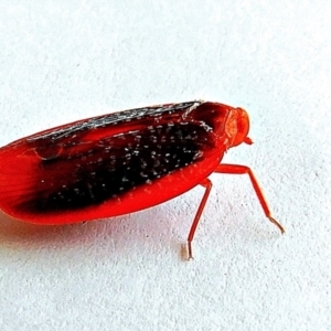 Achilus flammeus at Crooked Corner, NSW - 19 Dec 2021