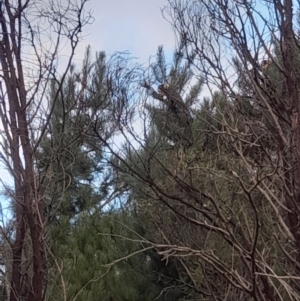 Zanda funerea at Molonglo Valley, ACT - 14 Jan 2022