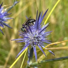 Crabroninae (subfamily) (Unidentified solitary wasp) at Throsby, ACT - 12 Jan 2022 by AJB