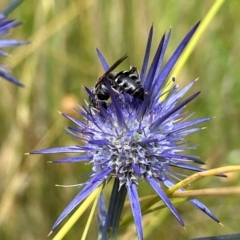 Crabroninae (subfamily) at Throsby, ACT - 12 Jan 2022