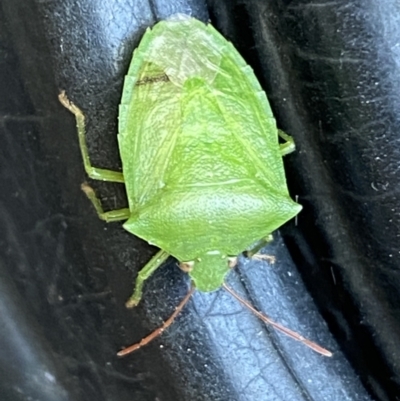 Cuspicona simplex (Green potato bug) at Jerrabomberra, NSW - 18 Jan 2022 by Steve_Bok