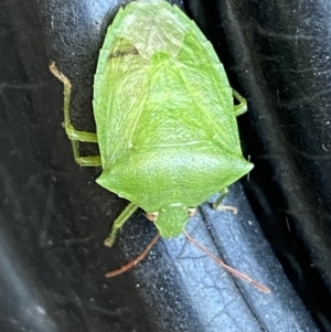 Cuspicona simplex at Jerrabomberra, NSW - 19 Jan 2022