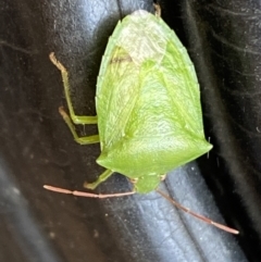 Cuspicona simplex at Jerrabomberra, NSW - 19 Jan 2022