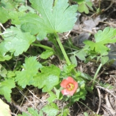 Modiola caroliniana (Red-flowered Mallow) at Conder, ACT - 29 Nov 2021 by michaelb