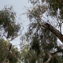 Callocephalon fimbriatum (Gang-gang Cockatoo) at Mount Majura - 18 Jan 2022 by MargL