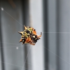 Austracantha minax (Christmas Spider, Jewel Spider) at Campbell, ACT - 19 Jan 2022 by Crash