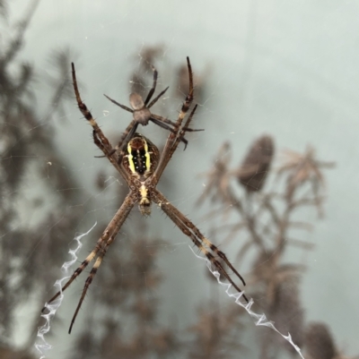 Unidentified Spider (Araneae) at Tacoma South, NSW - 8 Jan 2022 by Crash