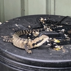 Intellagama lesueurii lesueurii (Eastern Water Dragon) at Tacoma South, NSW - 6 Jan 2022 by Crash