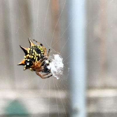 Austracantha minax (Christmas Spider, Jewel Spider) at Campbell, ACT - 19 Jan 2022 by Crash