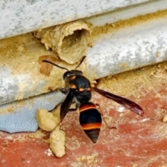 Paralastor sp. (genus) (Potter Wasp) at Page, ACT - 19 Jan 2022 by DonTaylor