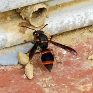 Paralastor sp. (genus) at Page, ACT - 19 Jan 2022