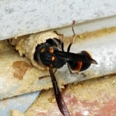 Paralastor sp. (genus) at Page, ACT - 19 Jan 2022