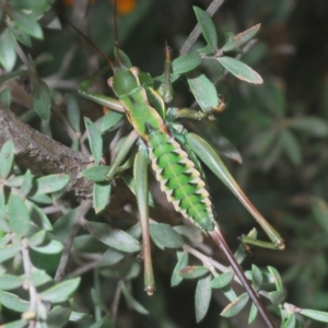 Chlorodectes montanus at Uriarra, NSW - 17 Jan 2022 12:43 PM