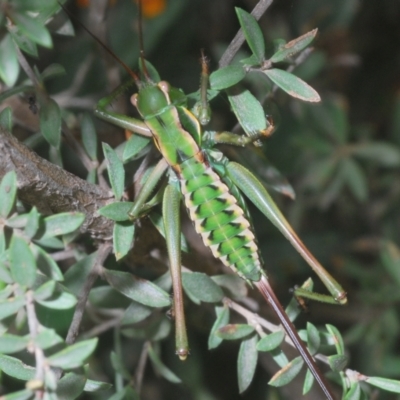 Chlorodectes montanus (Montane green shield back katydid) at Uriarra, NSW - 17 Jan 2022 by Harrisi