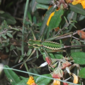 Chlorodectes montanus at Uriarra, NSW - 17 Jan 2022 12:43 PM