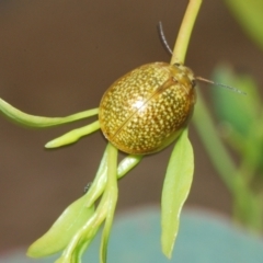 Paropsisterna cloelia (Eucalyptus variegated beetle) at Coree, ACT - 17 Jan 2022 by Harrisi