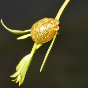 Paropsisterna cloelia at Coree, ACT - 17 Jan 2022