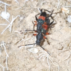 Obrida fascialis at Cotter River, ACT - 17 Jan 2022