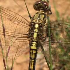 Orthetrum caledonicum (Blue Skimmer) at Lower Boro, NSW - 10 Jan 2022 by mcleana