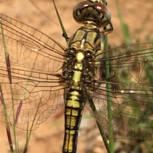 Orthetrum caledonicum at Lower Boro, NSW - 10 Jan 2022