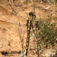 Orthetrum caledonicum at Lower Boro, NSW - 10 Jan 2022