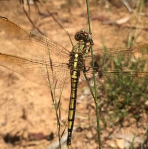 Orthetrum caledonicum at Lower Boro, NSW - 10 Jan 2022