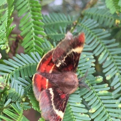 Nataxa flavescens (Nataxa Moth) at Lower Boro, NSW - 9 Jan 2022 by mcleana