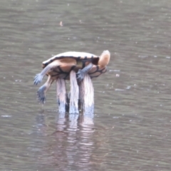 Chelodina longicollis (Eastern Long-necked Turtle) at Tidbinbilla Nature Reserve - 17 Jan 2022 by Christine