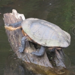 Chelodina longicollis at Paddys River, ACT - 17 Jan 2022 12:30 PM