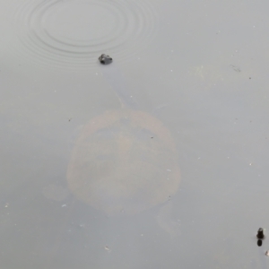 Chelodina longicollis at Paddys River, ACT - 17 Jan 2022 12:30 PM