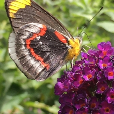 Delias nigrina (Black Jezebel) at Lower Boro, NSW - 13 Jan 2022 by mcleana