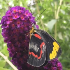 Delias nigrina at Lower Boro, NSW - 13 Jan 2022