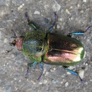 Lamprima aurata at Paddys River, ACT - 17 Jan 2022