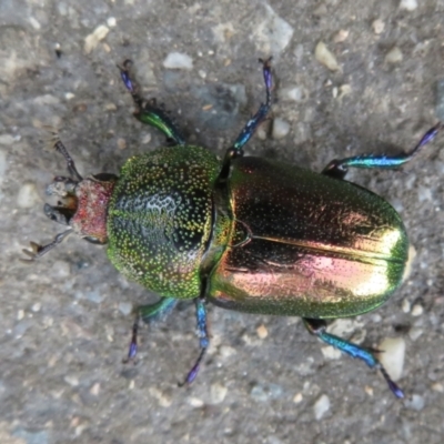 Lamprima aurata (Golden stag beetle) at Paddys River, ACT - 17 Jan 2022 by Christine