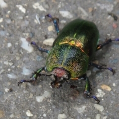 Lamprima aurata at Paddys River, ACT - 17 Jan 2022 01:09 PM