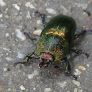 Lamprima aurata at Paddys River, ACT - 17 Jan 2022