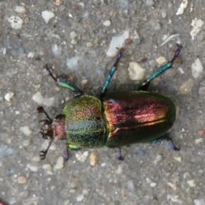 Lamprima aurata at Paddys River, ACT - 17 Jan 2022 01:09 PM