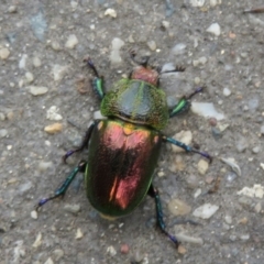 Lamprima aurata at Paddys River, ACT - 17 Jan 2022 01:09 PM