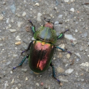 Lamprima aurata at Paddys River, ACT - 17 Jan 2022 01:09 PM